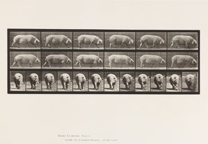 プレート 674雌豚の散歩 作： Eadweard Muybridge