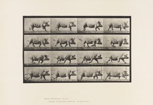 プレート675。雌豚; トロッティング 作： Eadweard Muybridge