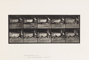 プレート 680オーレックス；ギャロッピング 作： Eadweard Muybridge