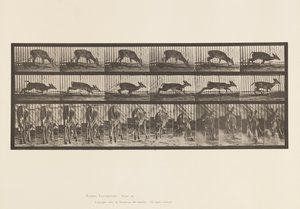 プレート 681バージニア・ディア；（角のない）バック・ウォーキング 作： Eadweard Muybridge