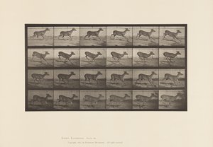 プレート683バージニアジカ（角がない）；バック；ギャロップ 作： Eadweard Muybridge