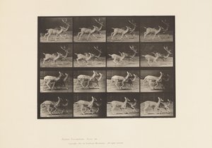 プレート 684.ファロー・ディア、A、雄鹿と雌鹿、B、2頭の雌鹿、走行中 作： Eadweard Muybridge