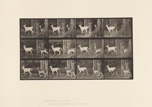 プレート685ファロー・ジカ、雄鹿と雌鹿、移動する様子 作： Eadweard Muybridge