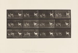 プレート687ファロー・ディア（雄鹿と雌鹿の群れ）の疾走 作： Eadweard Muybridge