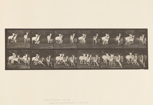 プレート688ファロー・ディア（雄鹿と雌鹿の群れ）：ギャロッピング 作： Eadweard Muybridge
