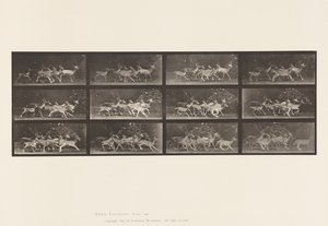 プレート690雌鹿の群れと雄鹿、その動きの変化 作： Eadweard Muybridge