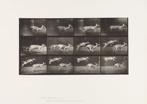 プレート 691疾走する雌ジカとジャンプする子ジカ 作： Eadweard Muybridge