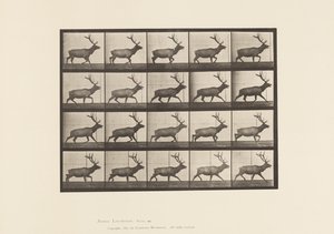 プレート692。エルク、トロッティング 作： Eadweard Muybridge