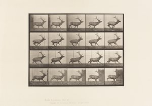 プレート693 ヘラジカ、ギャロッピング 作： Eadweard Muybridge