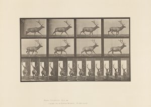 プレート694ヘラジカの疾走 作： Eadweard Muybridge