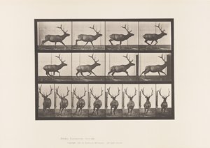 プレート695。エルク、ギャロッピング 作： Eadweard Muybridge