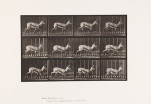 プレート697カモシカ、トローリング 作： Eadweard Muybridge