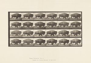 プレート699バッファロー・ウォーキング 作： Eadweard Muybridge