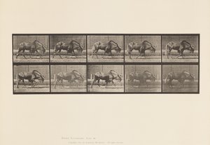 プレート701。Gnu; Walking 作： Eadweard Muybridge