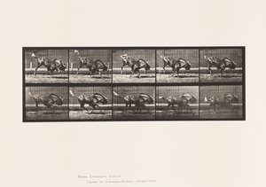 プレート 702Gnu; Bucking and Galloping 作： Eadweard Muybridge