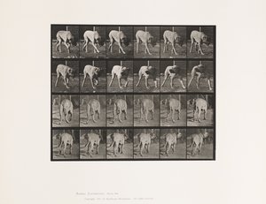 プレート 703犬、散歩、中断されたマスティフ-ドレッド 作： Eadweard Muybridge