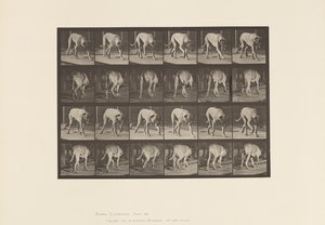 プレート 704犬、散歩、マスティフ 作： Eadweard Muybridge