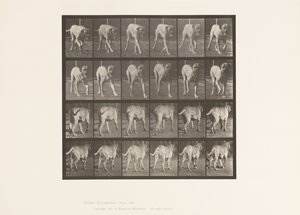 プレート 705犬（トロッティング）、マスティフ 作： Eadweard Muybridge