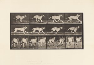 プレート 707犬、ギャロップ、マスティフ 作： Eadweard Muybridge