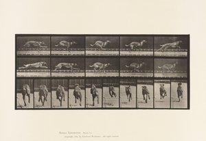 プレート 708犬；ギャロッピング；ブラウン・レーシング・ハウンド 作： Eadweard Muybridge