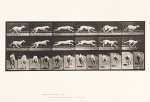 プレート 709犬；ギャロッピング；ホワイト・レーシング・ハウンド・マギー 作： Eadweard Muybridge