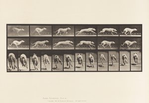 プレート710犬；ギャロッピング；ホワイト・レーシング・ハウンド・マギー 作： Eadweard Muybridge