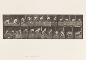 プレート712犬；ハードルを跳ぶ；マスティフ、ドレッド 作： Eadweard Muybridge