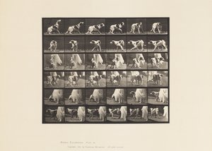 プレート 713犬；振り向く、など；セッター・ケイト 作： Eadweard Muybridge