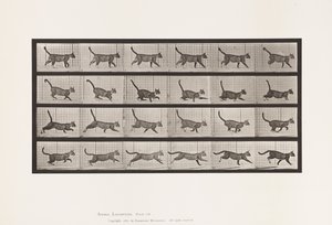 プレート716猫、歩く、疾走に変わる 作： Eadweard Muybridge