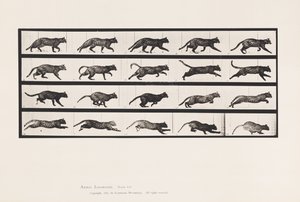 プレート 717ネコ、トロット、ギャロッピングに変更 作： Eadweard Muybridge