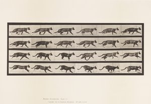 プレート718キャット、トロッティング、ギャロッピングに変更 作： Eadweard Muybridge
