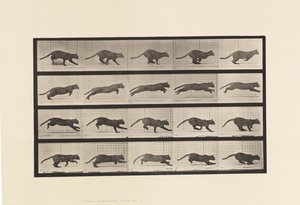 プレート719疾走する猫 作： Eadweard Muybridge