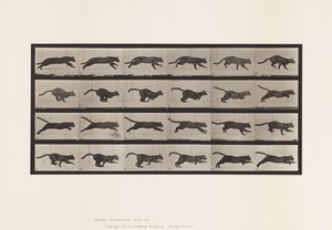 プレート720。ネコ；ギャロッピング 作： Eadweard Muybridge