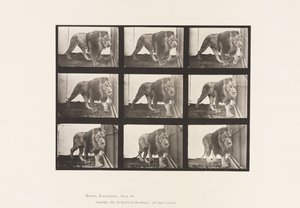 プレート721ライオン、歩く 作： Eadweard Muybridge