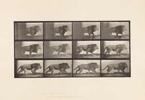 プレート722ライオン、歩く 作： Eadweard Muybridge