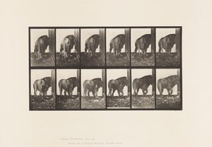 プレート724ライオン、歩く、振り向く 作： Eadweard Muybridge