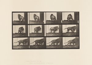 プレート 725歩くライオン、振り向くライオン 作： Eadweard Muybridge