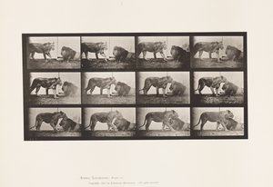 プレート727ライオネス、歩く、ライオン、寝そべる 作： Eadweard Muybridge