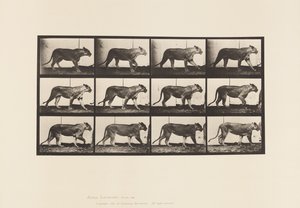 プレート728ライオネス、歩く、ライオン、寝そべる 作： Eadweard Muybridge