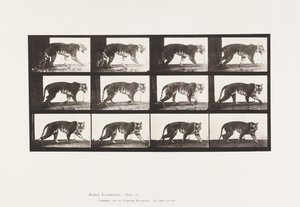 プレート729タイグレス、ウォーキング 作： Eadweard Muybridge