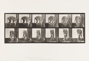 プレート730タイグレス、歩く、振り向く 作： Eadweard Muybridge