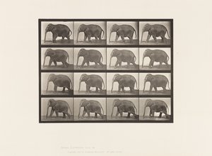 プレート732ゾウ、歩く 作： Eadweard Muybridge