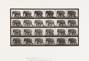 プレート733ゾウ、歩く 作： Eadweard Muybridge