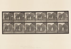 プレート734ゾウ、2頭、歩く 作： Eadweard Muybridge
