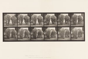 プレート735ゾウ、2頭、歩く 作： Eadweard Muybridge