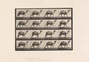プレート736エジプト・キャメル、ラッキング 作： Eadweard Muybridge