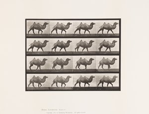 プレート737バクトリア・キャメル、歩く 作： Eadweard Muybridge