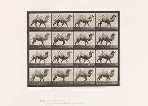 プレート738バクトリア・キャメル、ラッキング 作： Eadweard Muybridge