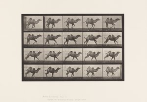プレート 740バクトリア・キャメル（若い）、ギャロッピング 作： Eadweard Muybridge