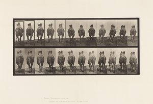 プレート741バクトリア・キャメル、A:歩行、B:ラッキング 作： Eadweard Muybridge